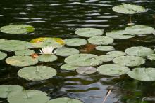 Random lilly pads