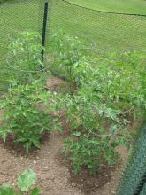 Up close snapshot of the tomatoes.