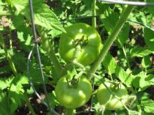 Here are some of the beefsteak tomatoes. YUM!