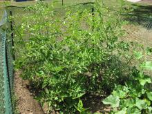 Here are all the tomato plants-- one roma, one beefsteak, one orange-strawberry, one cherry, and two heirloom varieties.