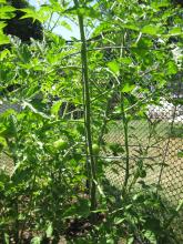 Cherry tomatoes. We have tons growing in and more flowering.