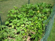 Here you can see the cukes growing up the fence on the far left. The zucchini is in the back, and the green beans are on the right.