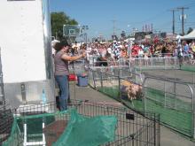 Becca starting the pig racing!