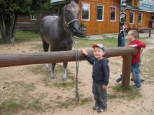 Feeding the fake horse